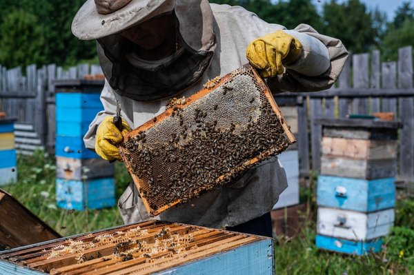 Quels sont les principes de base pour débuter en apiculture urbaine ?