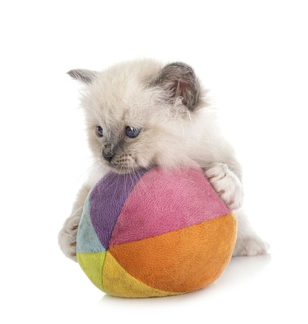 Tout savoir sur le chat Birman : origines et caractéristiques